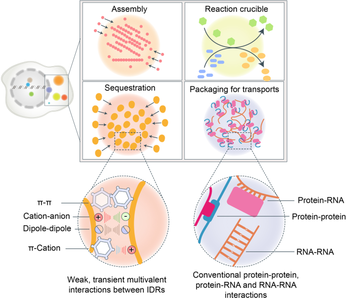 Liquid–liquid phase separation in tumor biology