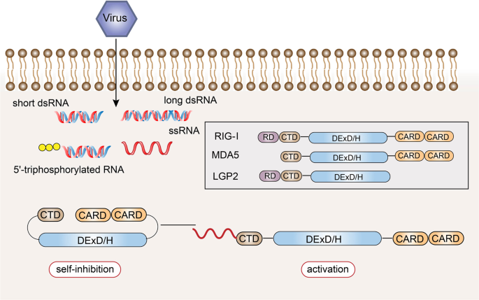 From structure to function – Ligand recognition by myeloid C-type