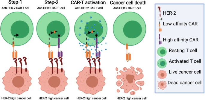 Doubling down with CAR-T cell cancer immunotherapy: a two-step recognition  circuit enables discrimination between target antigen high and low cancer  cells | Signal Transduction and Targeted Therapy