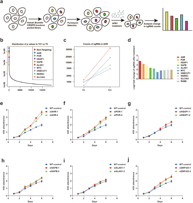 Ahr mediates the aflatoxin b1 toxicity associated with hepatocellular carcinoma