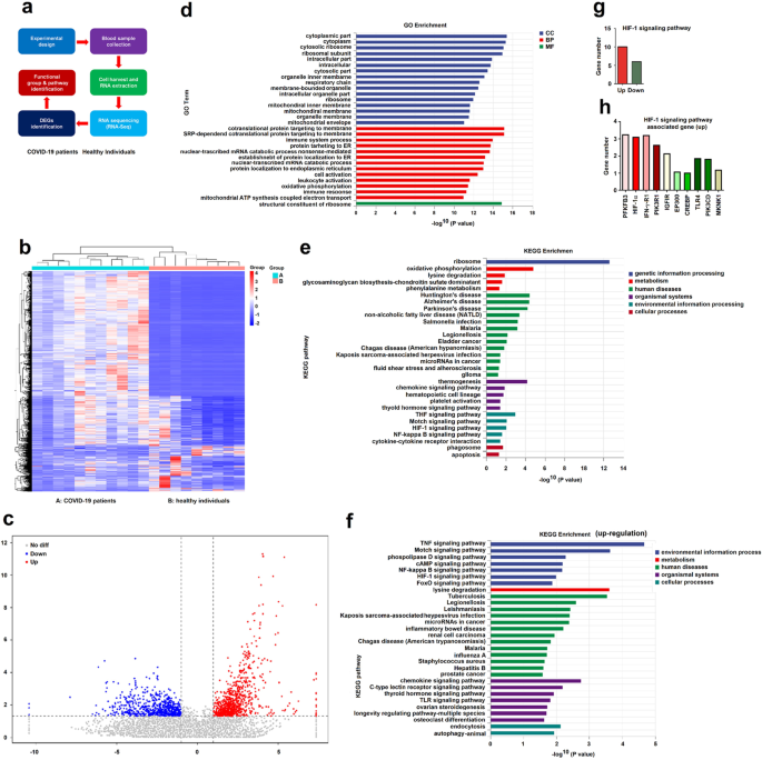HIF-1α promotes SARS-CoV-2 inf...