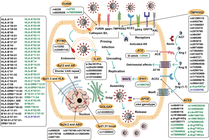 SARS-CoV-2 in humans