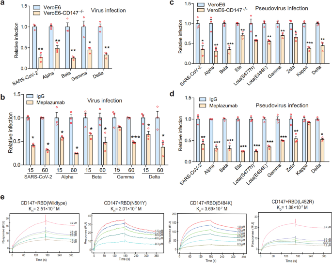 Cd147 Antibody Specifically And Effectively Inhibits Infection And Cytokine Storm Of Sars Cov 2 And Its Variants Delta Alpha Beta And Gamma Signal Transduction And Targeted Therapy Cd147 Antibody Specifically And Effectively Inhibits Infection And Cytokine Storm Of Sars Cov 2 And Its Variants Delta Alpha Beta And Gamma Signal Transduction And Targeted Therapy