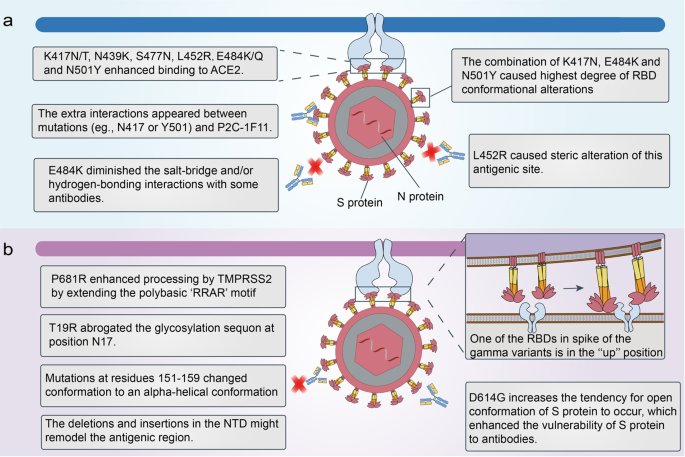 COVID-19: Mu Variant Detected in 47 US States and DC