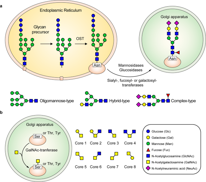 The glycosylation in SARS-CoV-2 and its receptor ACE2 | Signal Transduction  and Targeted Therapy