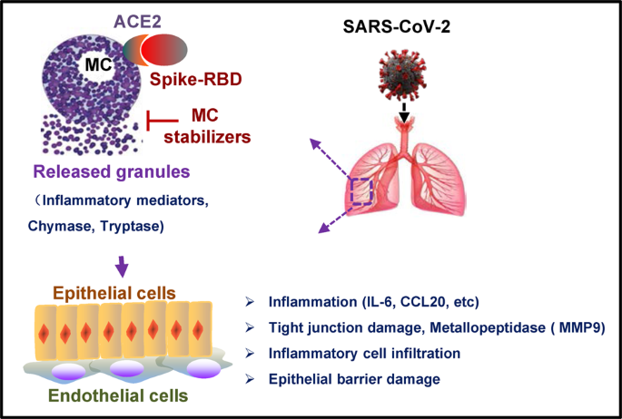 SARS-CoV-2-triggered mast cell rapid degranulation induces alveolar  epithelial inflammation and lung injury | Signal Transduction and Targeted  Therapy