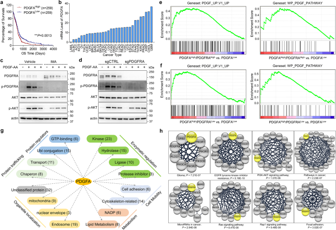 Epha2 mediates pdgfa activity and functions together with pdgfra as prognostic marker and therapeutic target in glioblastoma