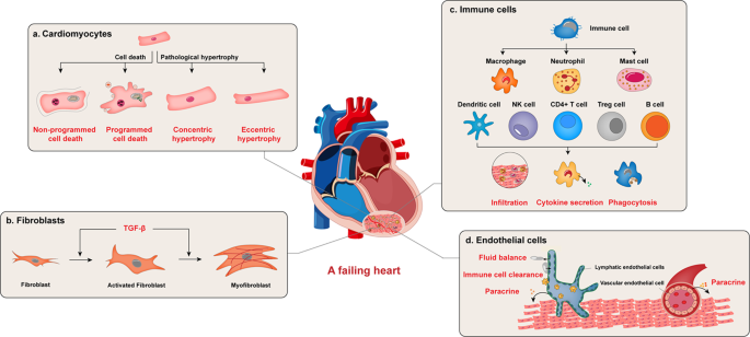 Signaling cascades in the failing heart and emerging therapeutic strategies