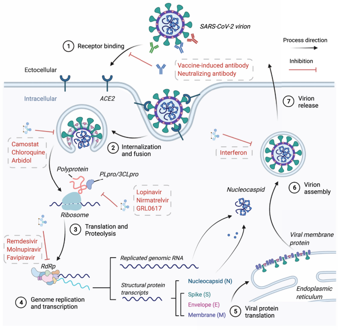 SARS-CoV-2 variants from mink evade inhibition by antibodies