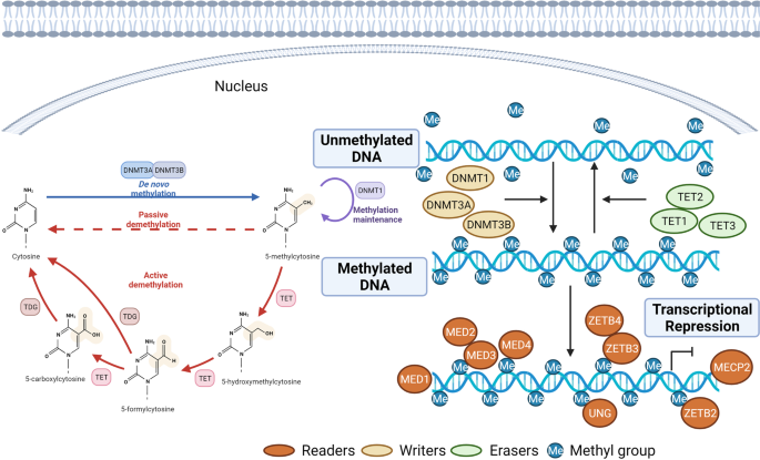 Epigenetic regulation in cardiovascular disease: mechanisms and advances in clinical trials | Signal Transduction and Targeted Therapy