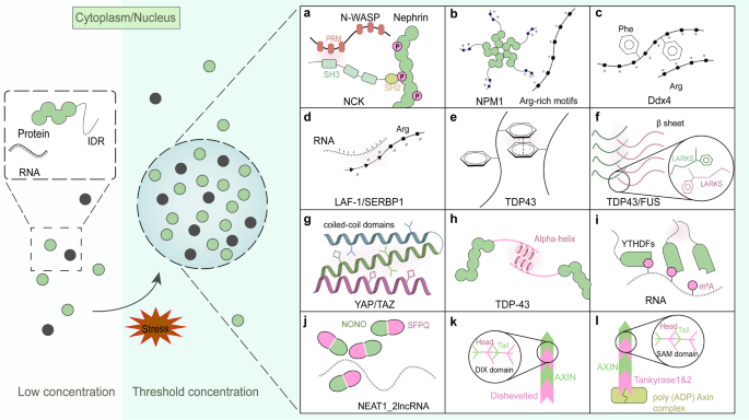 Liquid–liquid phase separation in tumor biology