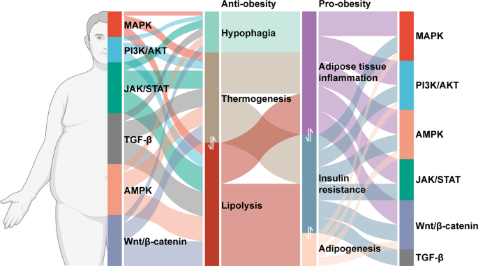Signaling pathways in obesity: mechanisms and therapeutic interventions |  Signal Transduction and Targeted Therapy