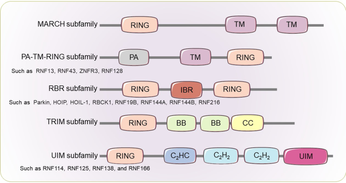 The RING finger protein family in health and disease | Signal Transduction  and Targeted Therapy
