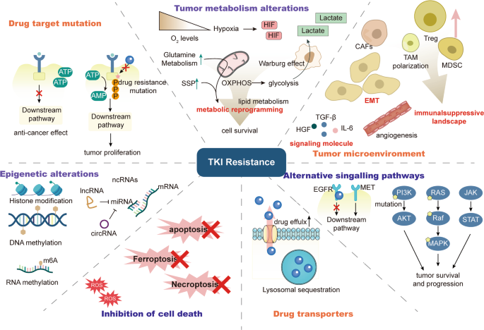 Modulation of myeloid and T cells in vivo by Bruton's tyrosine kinase  inhibitor ibrutinib in patients with metastatic pancreatic ductal  adenocarcinoma