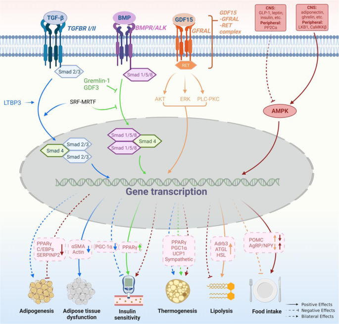 Molecular Mechanisms in Genetic Aortopathy–Signaling Pathways and Potential  Interventions