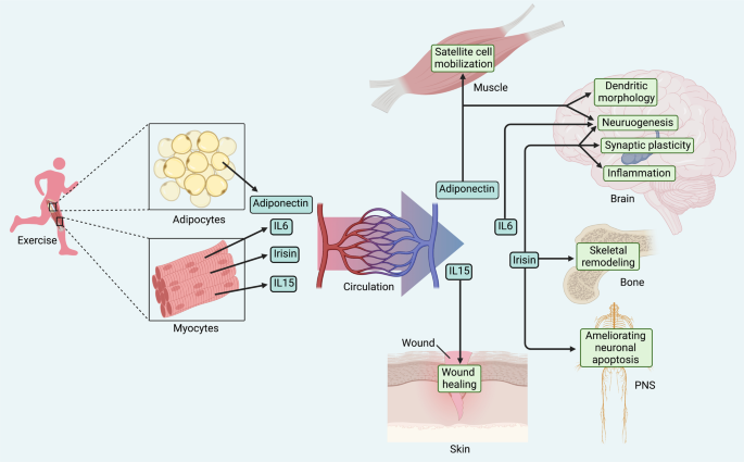 Molecular mechanisms of exercise contributing to tissue