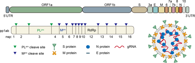 Small molecules in the treatment of COVID-19 | Signal Transduction and  Targeted Therapy