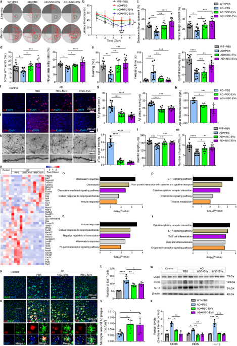 Neural stem cell-derived extracellular vesicles mitigate Alzheimer’s ...