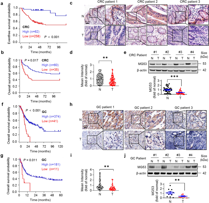 E3 ligase mg53 suppresses tumor growth by degrading cyclin d1