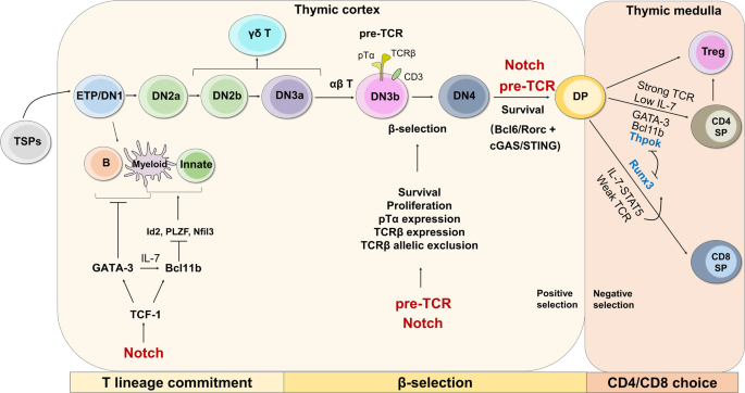 T cells in health and disease - Signal Transduction and Targeted Therapy