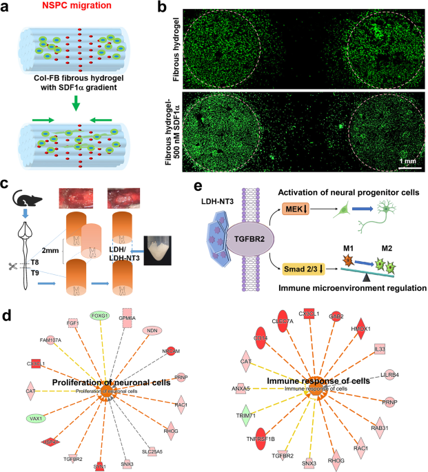 Spinal Cord Injury: Molecular Mechanisms And Therapeutic.