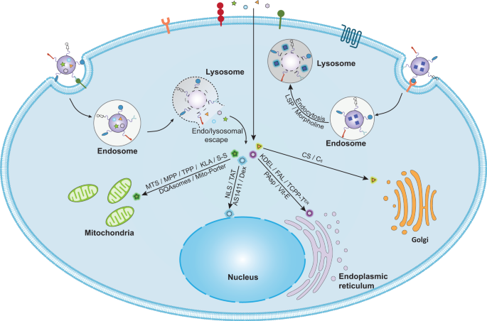 Smart nanoparticles for cancer therapy  Signal Transduction and Targeted  Therapy