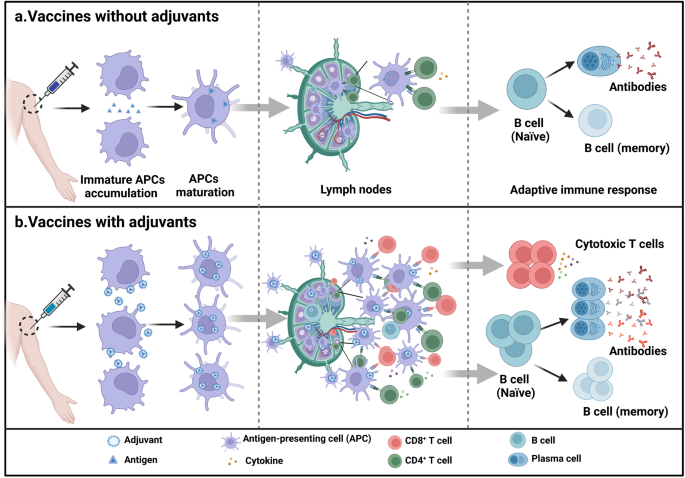 Vaccine adjuvants: mechanisms and platforms - Signal Transduction and Targeted Therapy