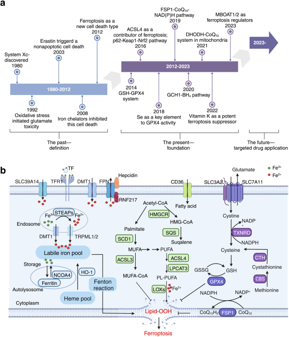 does glutathione feed candida Glutathione Utilization by Candida albicans Requires a Functional  Glutathione Degradation (DUG) Pathway and OPT7, an Unusual Member of the  Oligopeptide Transporter Family