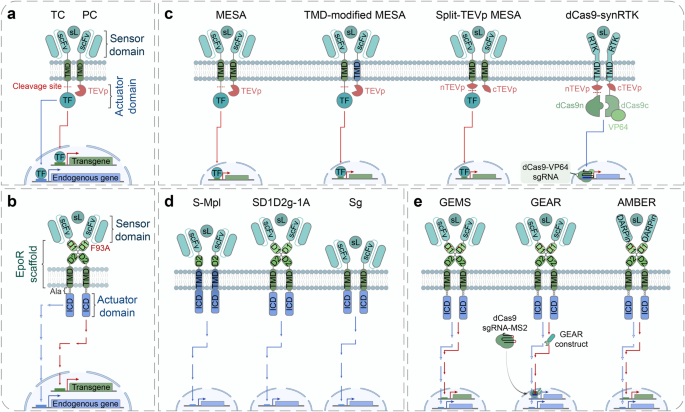 Programmable synthetic receptors: the next-generation of cell and gene  therapies