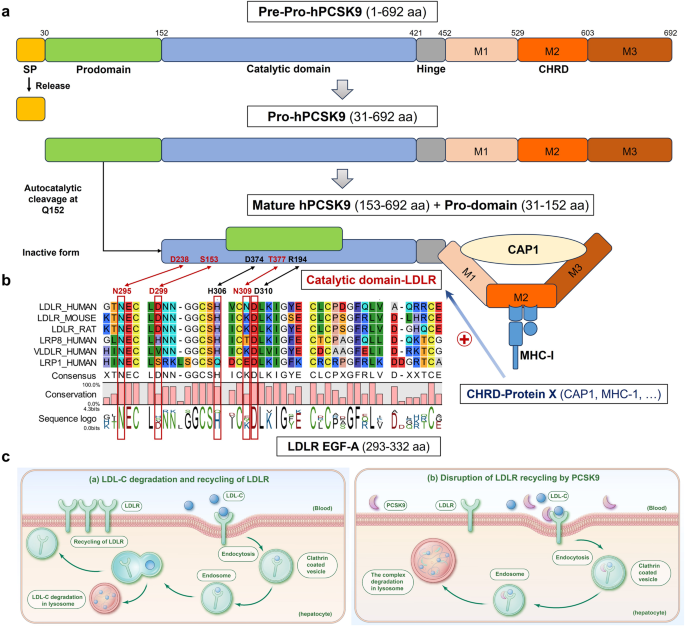 Targeting proprotein convertase subtilisin/kexin type 9 (PCSK9): from bench to bedside | Signal Transduction and Targeted Therapy targeting-proprotein-convertase-subtilisin-kexin-type-9-pcsk9-from-bench-to-bedside-signal-transduction-and-targeted-therapy