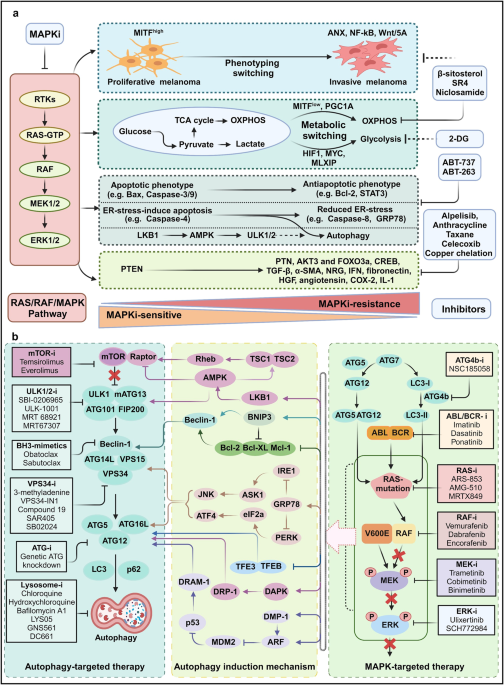 Targeting the RAS/RAF/MAPK pathway for cancer therapy: from