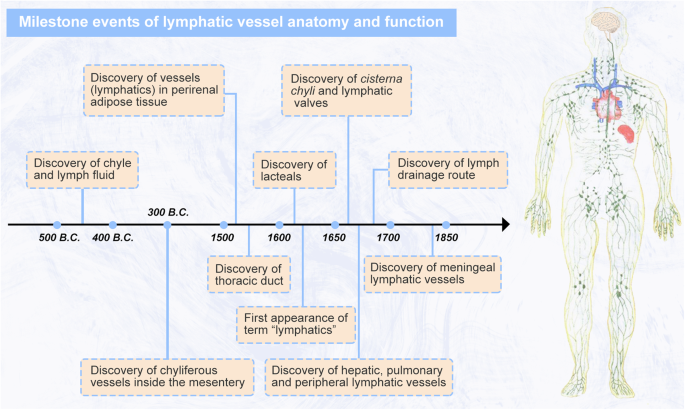 Lymphatic vessel: Origin, heterogeneity, biological functions and 