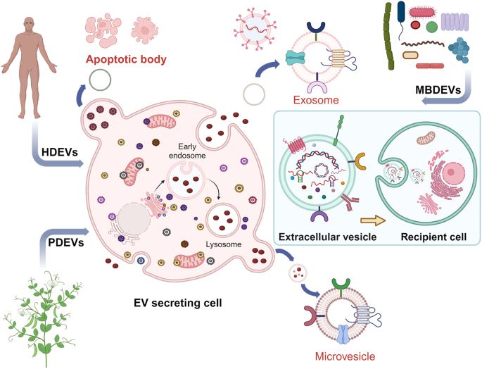 Extracellular vesicles as tools and targets in therapy for diseases