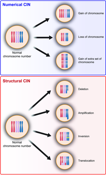 The two sides of chromosomal instability: drivers and brakes in ...