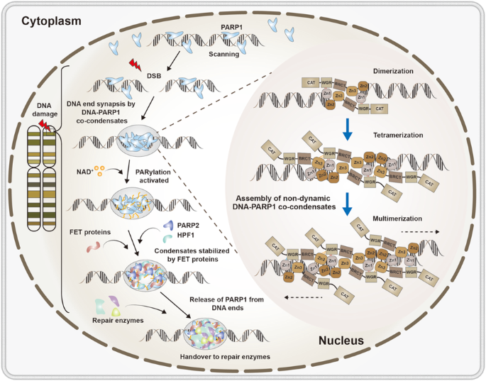 Parp1-dna co-condensation: the driver of broken dna repair