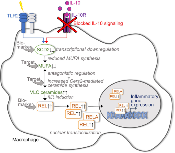Linking il-10 signaling with lipid metabolic programs in macrophages: dysregulated ceramide homeostasis drives colitis