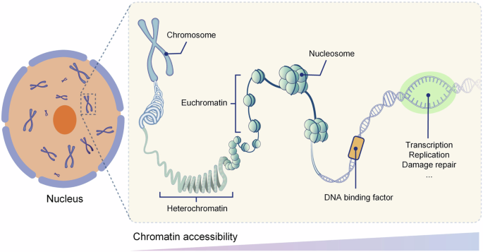 Chromatin accessibility: biological functions, molecular 