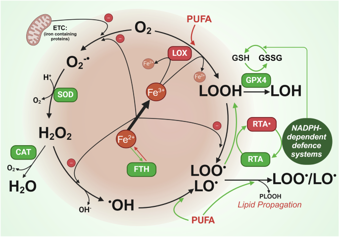 In defence of ferroptosis