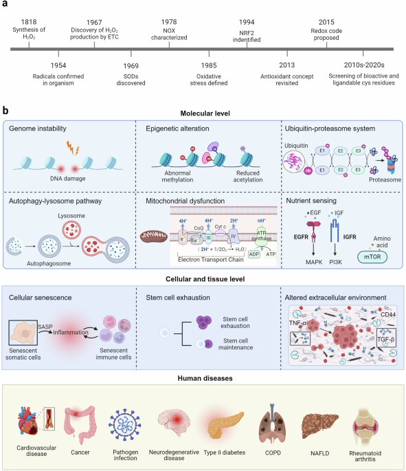 detection of glutathione Glutathione (GSH) detection in the bilateral dorsal caudate using