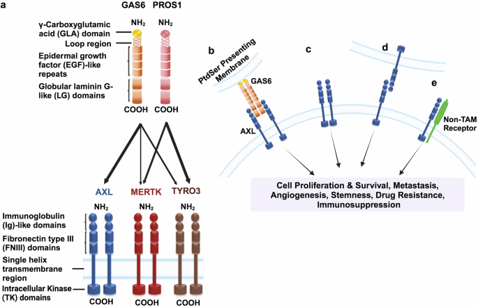 AXL signaling in cancer: from molecular insights to targeted therapies ...