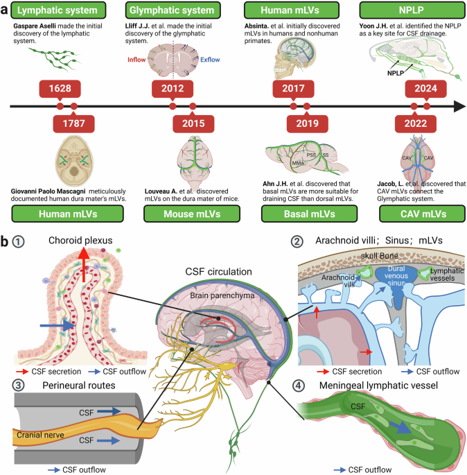 Meningeal lymphatic drainage: novel insights into central nervous system disease