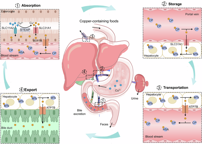 glutathione and bilirubin The bilirubin-biliverdin cycle and glutathione redox cycle are inherent...