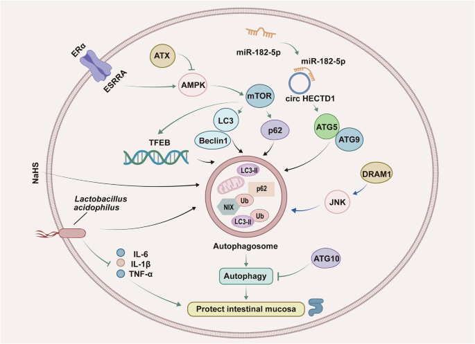 Ulcerative colitis: signaling pathways, therapeutic targets and interventional strategies - Signal Transduction and Targeted Therapy
