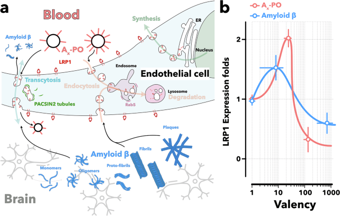 Rapid amyloid-β clearance and cognitive recovery through multivalent modulation of blood–brain barrier transport - Nature