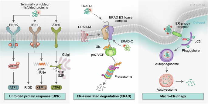 The role of ER-associated degradation and ER-phagy in health and disease |  Signal Transduction and Targeted Therapy