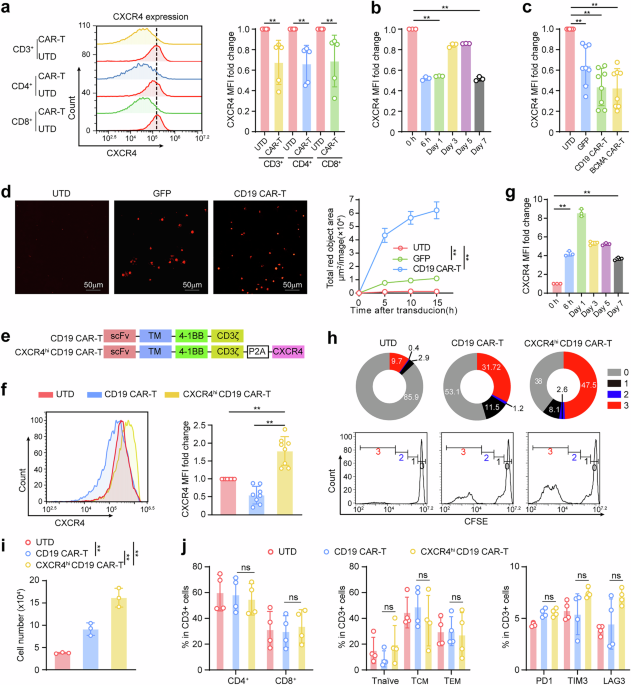 CXCR4-modification enhances CAR-T efficacy by improving tumor tracking and bone marrow homing in B-cell malignancies - Signal Transduction and Targeted Therapy