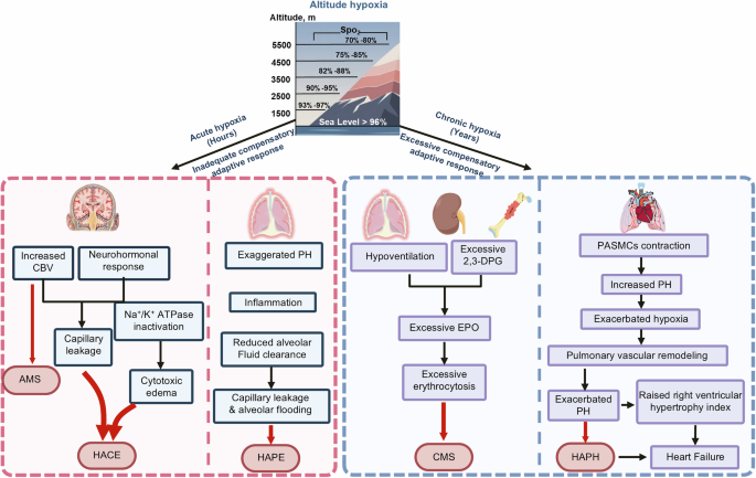 Altitude hypoxia and hypoxemia: pathogenesis and management | Signal  Transduction and Targeted Therapy