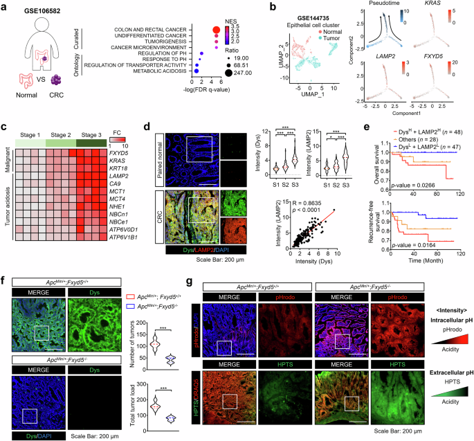 The dysadherin/carbonic anhydrase 9 axis shapes an acidic tumor microenvironment to promote colorectal cancer progression - Signal Transduction and Targeted Therapy