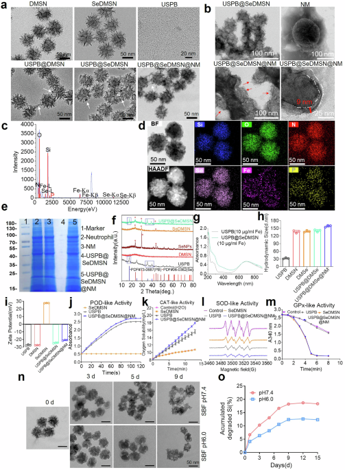 max glutathione accelerator Better Booty Glute Scoop Nature-inspired confined cascade enzyme nanoreactors