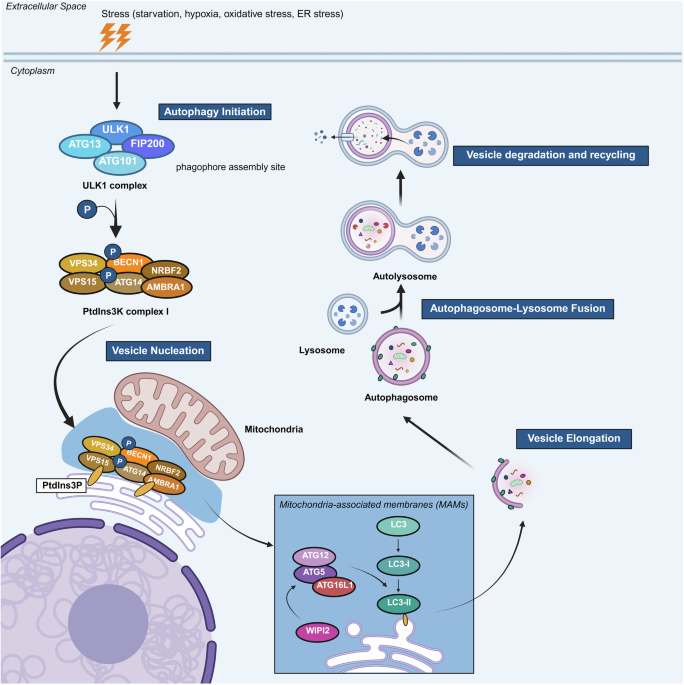 Transcriptional and epigenetic regulation of autophagy: mechanisms, disease relevance and therapeutic opportunities